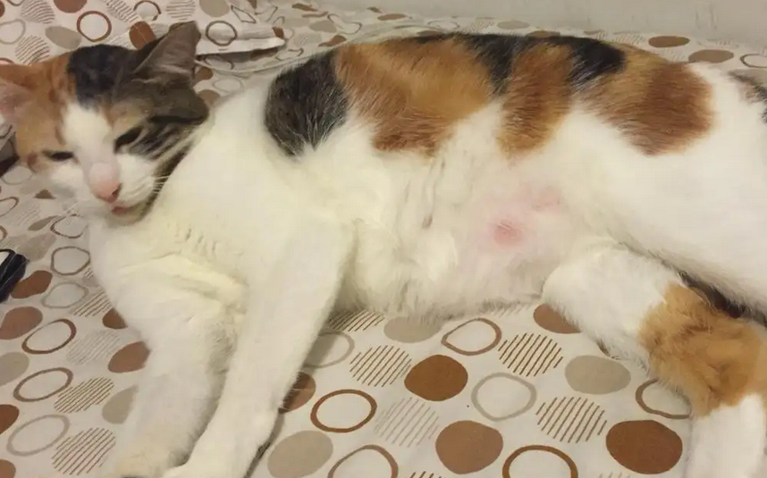猫到了新环境一直踩奶怎么回事 猫到了新环境一直踩奶怎么回事