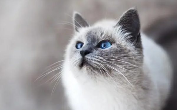 猫咪做绝育到底好不好呀