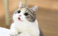 刚满月的小猫呕吐是怎么回事儿