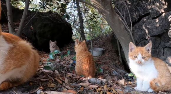 爬山时偶遇一窝流浪猫，大叔本想顺走小麻猫，下山后却被猫妈阻拦