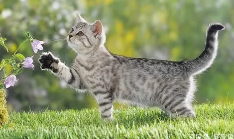 猫可以喝矿泉水吗 猫可以喝矿泉水吗