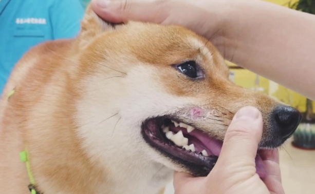 狗脸上长癣怎么办