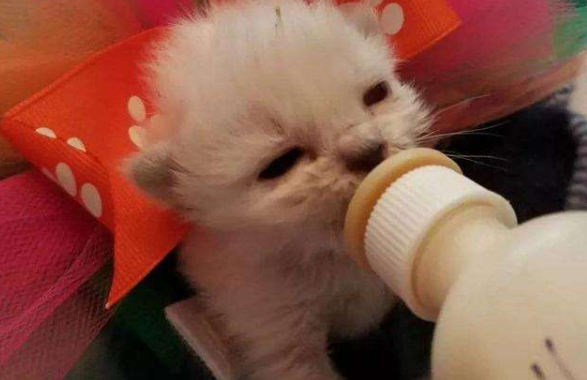 两个月猫咪可以喝舒化奶吗 两个月猫咪可以喝舒化奶吗