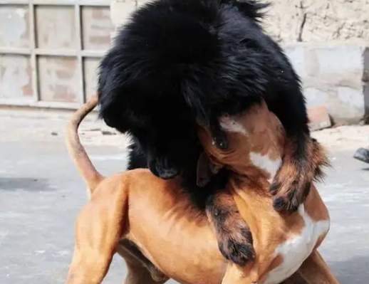 比特犬和藏獒谁更厉害?这篇文章分析一下 比特犬和藏獒谁更厉害?这篇文章分析一下