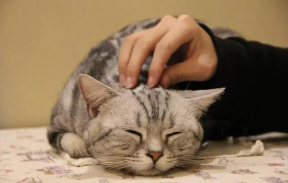猫三联预防哪些病 猫三联预防哪些病