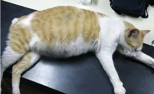 猫怀孕会吐吗?