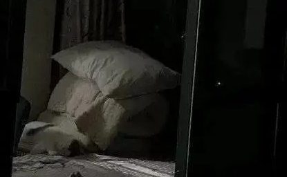 “救命！我被邻居家的猫偷窥了！”