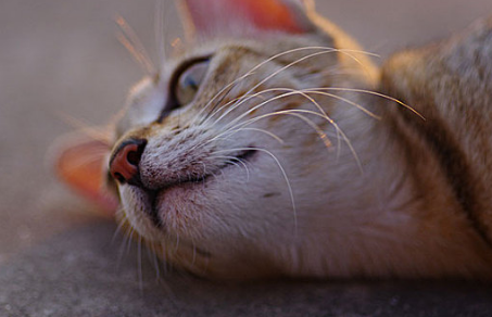 猫咪耳朵后面秃了一块是怎么回事 猫咪耳朵后面秃了一块是怎么回事