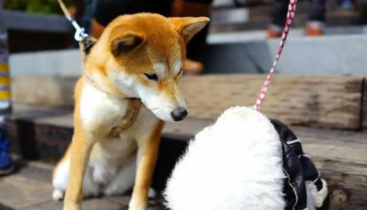 想知道柴犬VS秋田犬,到底哪个更忠诚吗? 想知道柴犬VS秋田犬,到底哪个更忠诚吗?