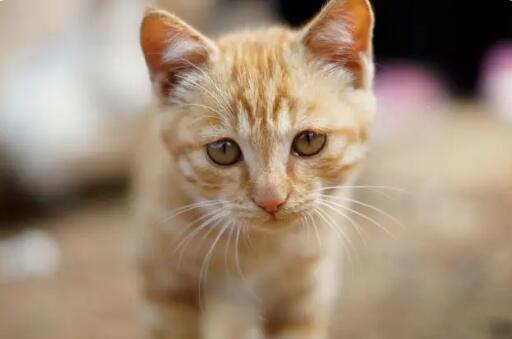 猫绝育后多久可以做驱虫 猫绝育后多久可以做驱虫