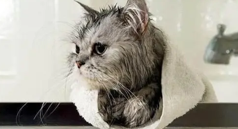 猫洗澡多少钱一次