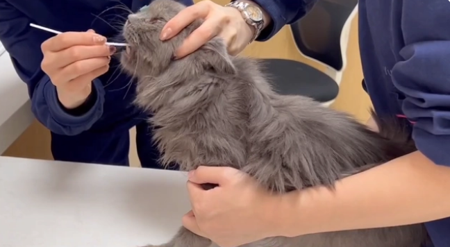 从宠物到过街老鼠,凶猛的蓝猫却有着柔软的心,可这已经没意义了 从宠物到过街老鼠,凶猛的蓝猫却有着柔软的心,可这已经没意义了