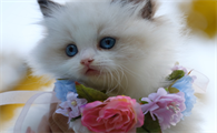 猫咪喘气呼噜呼噜的是怎么回事
