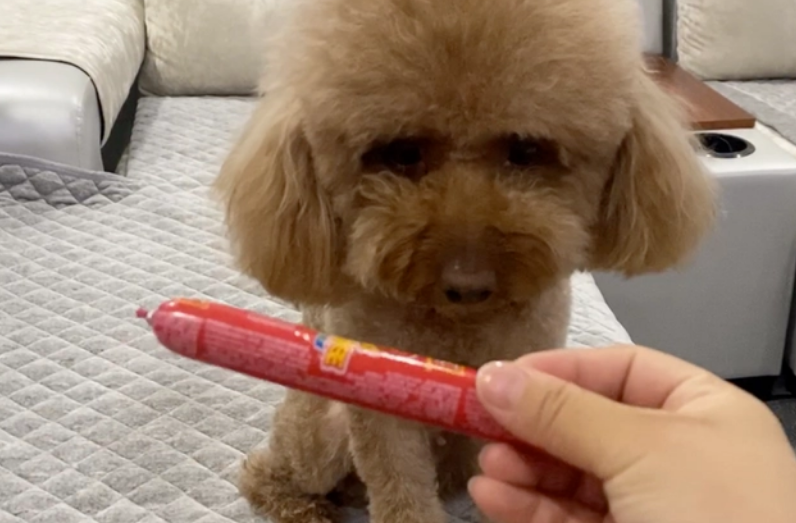 泰迪不听话怎么调教它 泰迪不听话怎么调教它