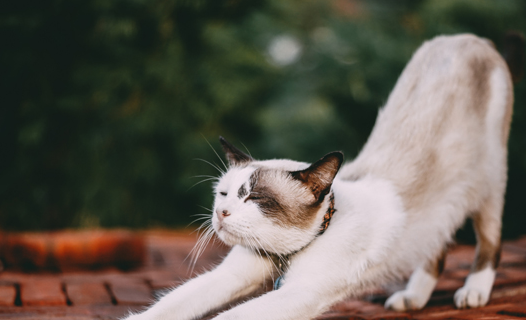 猫为什么弓着腰横着跳怎么办