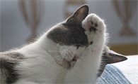 4个月猫罐头多久喂一次比较好