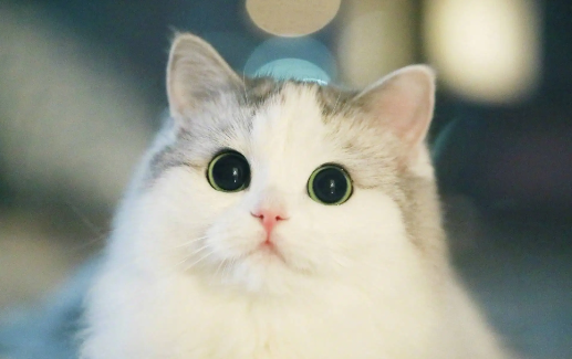 猫丢了不要慌,可以试试这些巧方法? 猫丢了不要慌,可以试试这些巧方法?