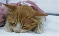 猫瘟会传染给人吗
