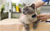 猫咪腹水能活多久