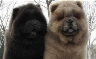 松狮犬多少钱一只黑色和白色