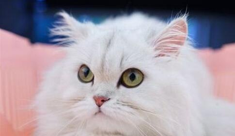 母猫一般多久会自动回奶
