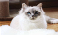 猫咪体内驱虫用什么好一点