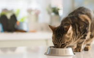 猫只吃猫粮可以吗