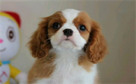 查理王小猎犬臭吗