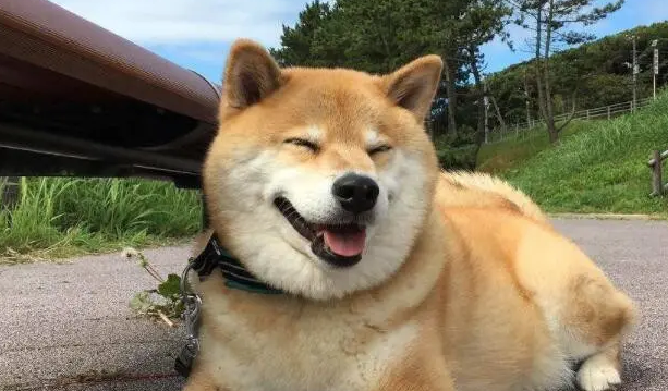 好奇？柴犬一生会认几个主人？