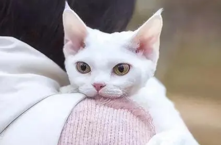 如何分辨德文猫纯不纯种