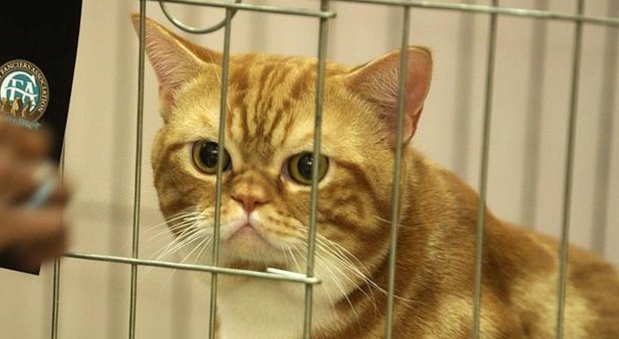 导致猫咪有攻击性行为的原因是什么?答案在这 导致猫咪有攻击性行为的原因是什么?答案在这