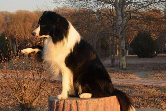 边牧犬的缺点和优点有哪些?看这里 边牧犬的缺点和优点有哪些?看这里