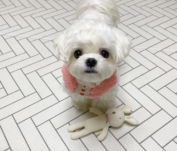 马尔济斯犬幼犬多少钱一只 马尔济斯犬幼犬多少钱一只