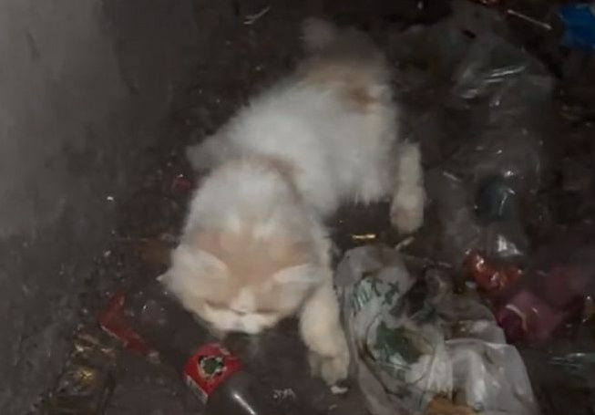 被困通风井的流浪猫，靠近后发现竟是加菲猫，小哥：只能量力而行