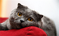 小猫几天能睁眼睛啊