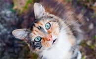 猫有跳蚤怎么处理