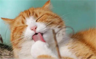 猫去毛球的方法有哪些