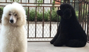 一文告诉你,巨贵犬是怎么来的!-宠物网