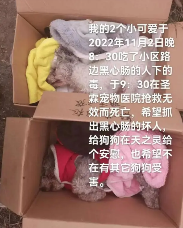 一小区有数十只宠物接连死亡！警方已介入