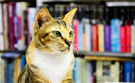猫咪到了新环境一直叫怎么回事