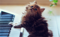 猫怎么查弓形虫最准确