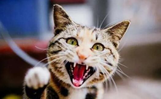 狗狗被野猫咬伤感染狂犬病的几率有多大 狗狗被野猫咬伤感染狂犬病的几率有多大