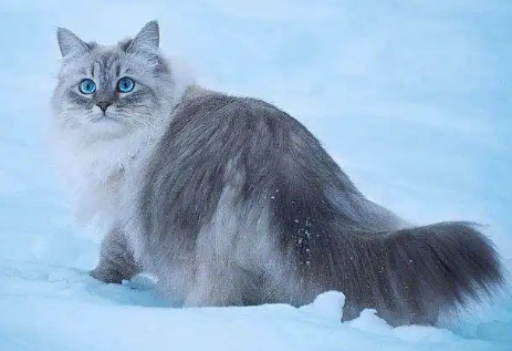 猫瘟怎么在家治疗