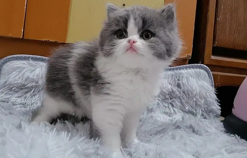 猫咪不让你抱着睡,是什么原因呢? 猫咪不让你抱着睡,是什么原因呢?