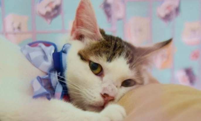 猫尿结石怎么办能治好吗 猫尿结石怎么办能治好吗
