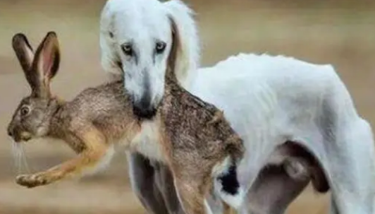 细狗幼犬怎么喂养