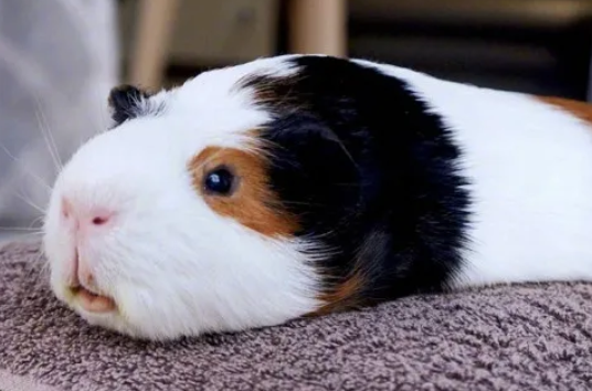 想要了解团鼠会变色吗?这篇文章给你答案