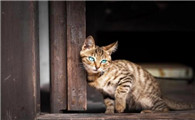 猫为什么会起癣的原因