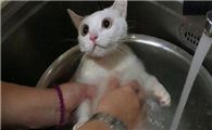 猫咪多久洗一次澡