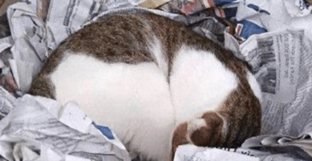 主人见猫待窝里不肯出来,好奇拿开猫爪一看,瞬间哭笑不得 主人见猫待窝里不肯出来,好奇拿开猫爪一看,瞬间哭笑不得